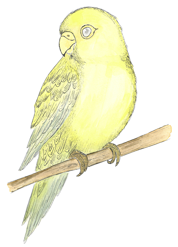 Plumette