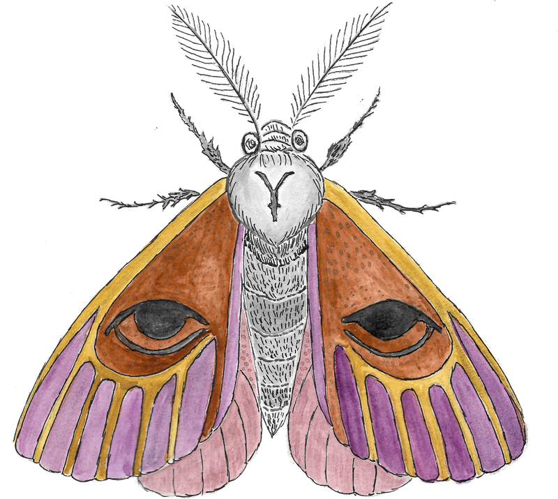 Sphynxule